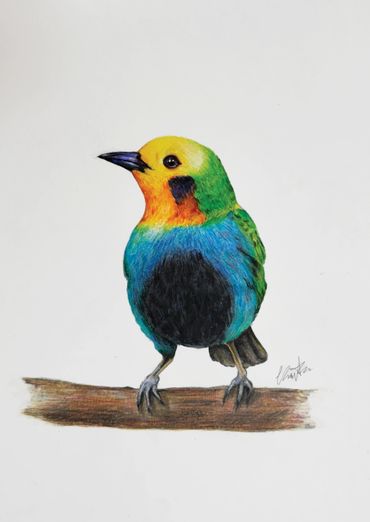 Colorful bird perched on a branch, beautifully illustrated.