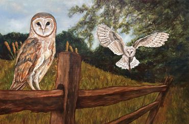 Two barn owls near a wooden fence in a natural setting.