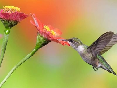 Hummingbird nectar