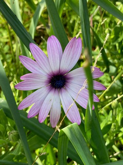 Close-up of a purple flower among green leaves.