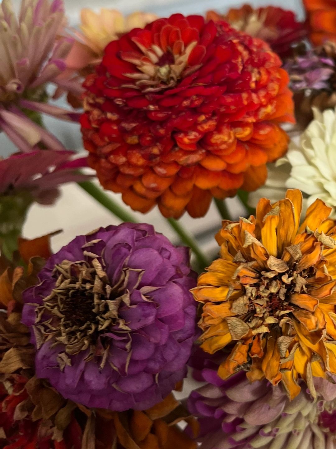 A bouquet of vibrant, slightly dried zinnia flowers in a white vase.