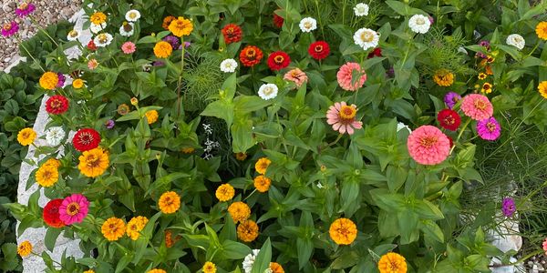 A vibrant flower garden with various colorful blooms.