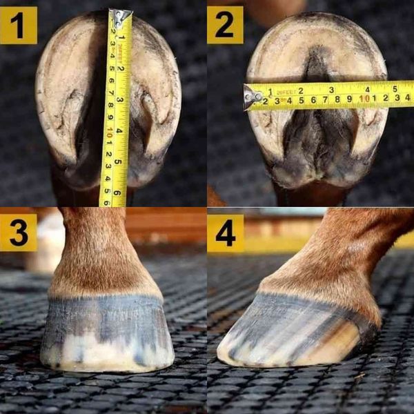 Comment mesurer le pied