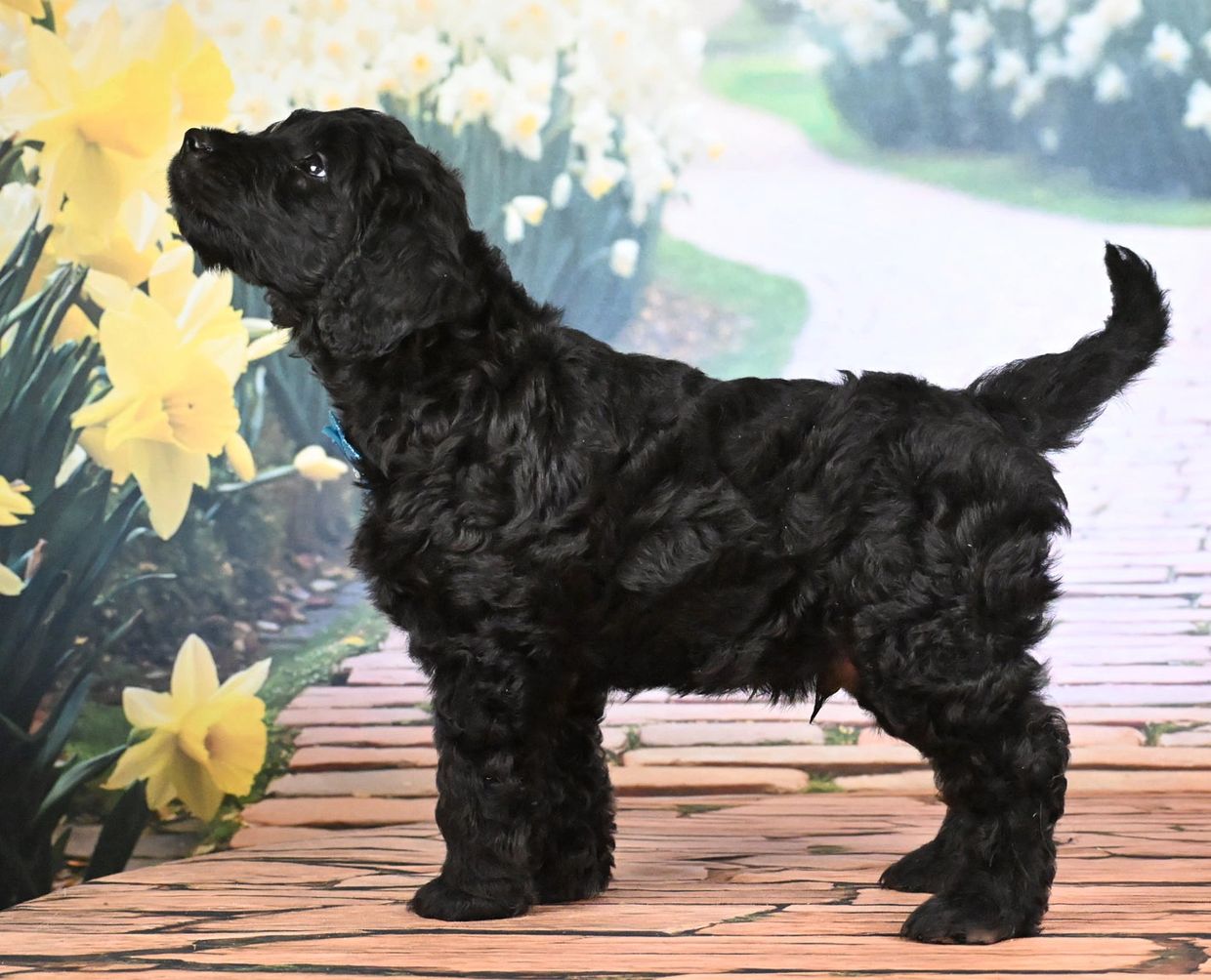  Non Fading And GORGEOUS.. POPULAR BLACK BIG DOODLES