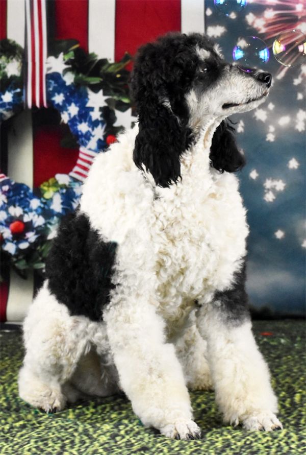 Black and white poodle sitting.