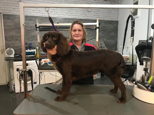 Working Cocker Spaniel pre-groom