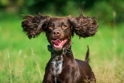 Field and Country Grooming's resident Working Cocker Spaniel - Mia