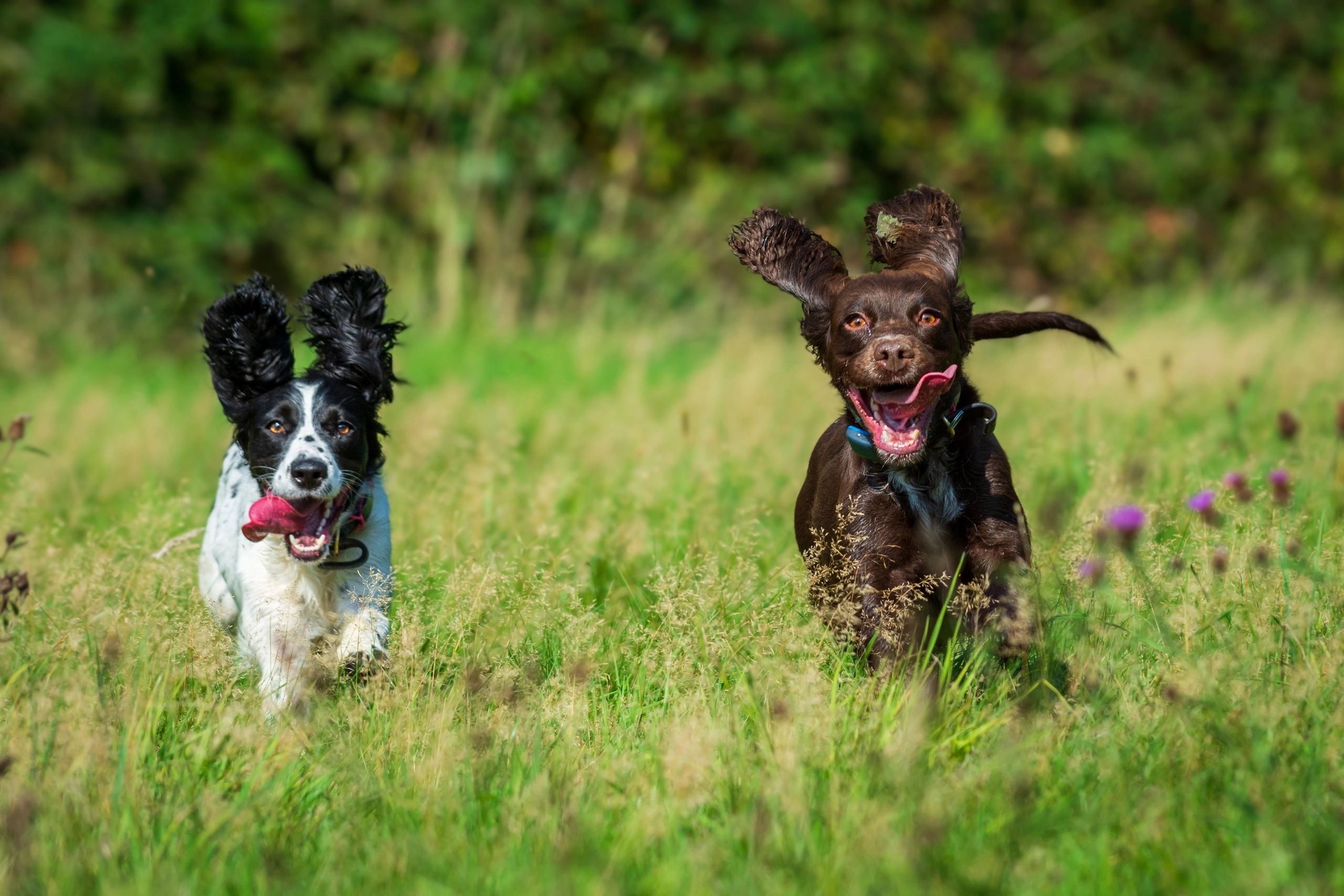 Field and Country Grooming's resident Working Cocker Spaniels - Magic and Mia