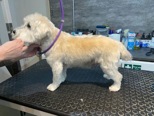 West Highland Terrier finished groom