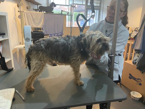 Border Terrier before clipping