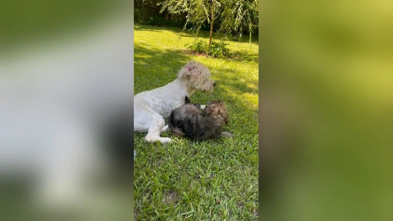 https://img1.wsimg.com/isteam/ip/ba574734-8405-4672-9194-c548e68a7ccf/thumbnails/thumbnail-2f2c639d-52d8-413e-a858-ac7e9ea79c9e.png