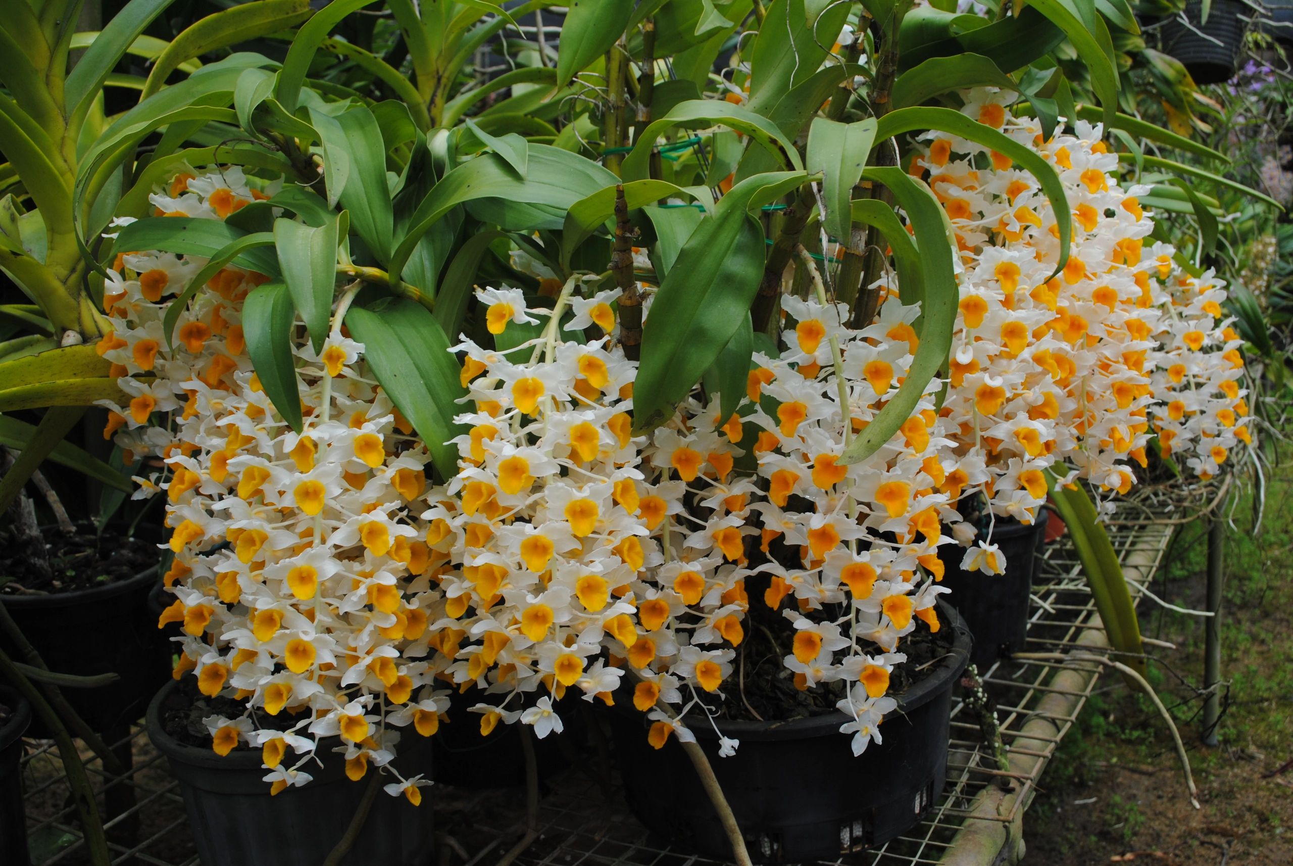 RoLin Orchids - Home