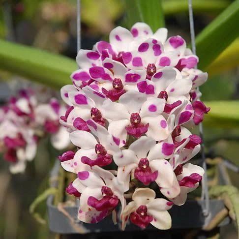 Rhynchostylis gigantea ‘cartoon’