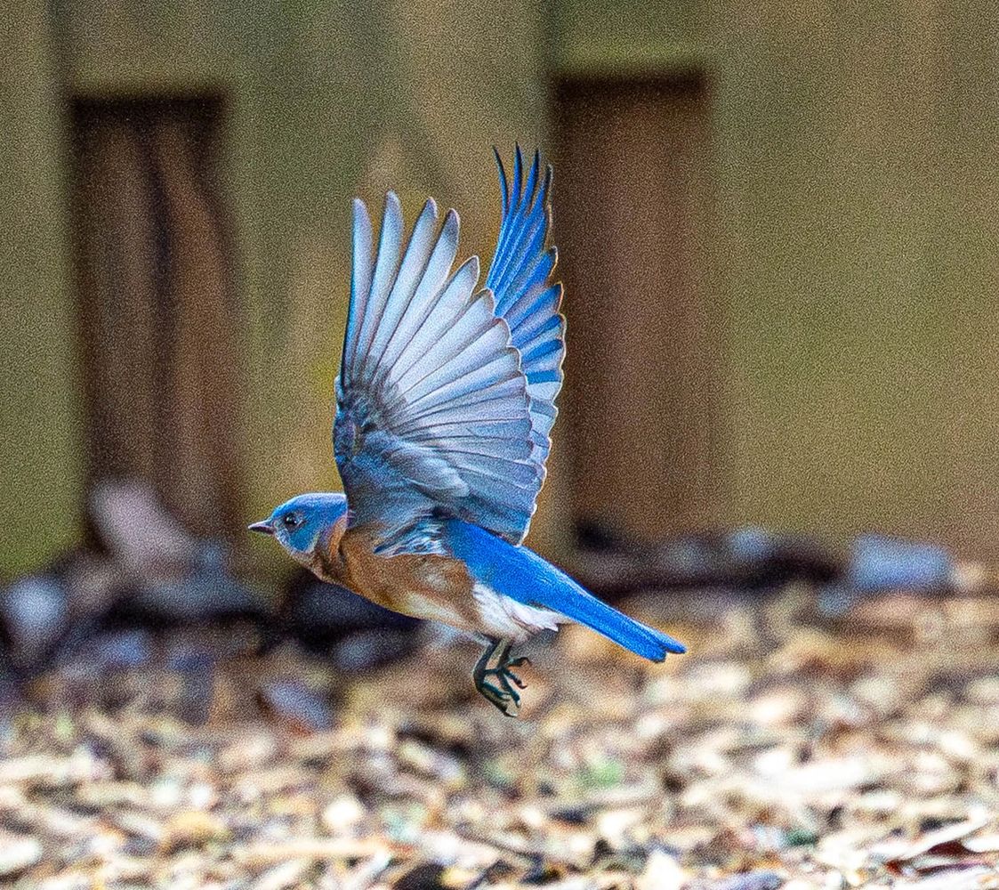 Eastern Bluebird
