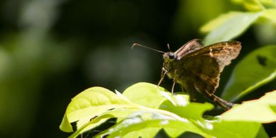A butterfly perched on a green leaf in natural light.