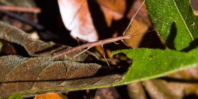 A stick insect camouflaged on dry and green leaves.