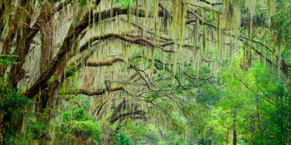 Forest with hanging moss on large tree branches.