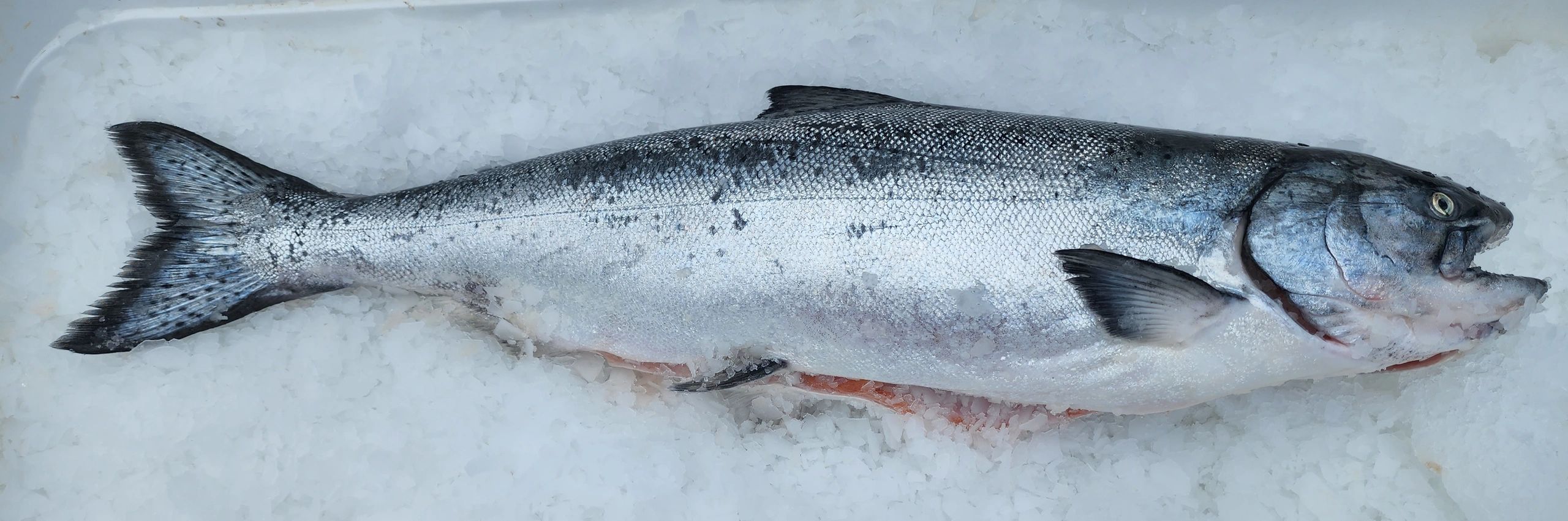 Chinook King Salmon - Generally red, but occasionally white kings are available.

- Small (4-7 lb) $
