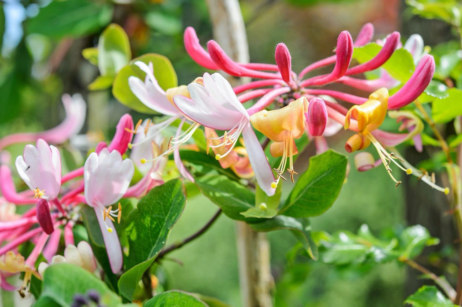 CHINESE HERBS FOR TOXIN RELIEF