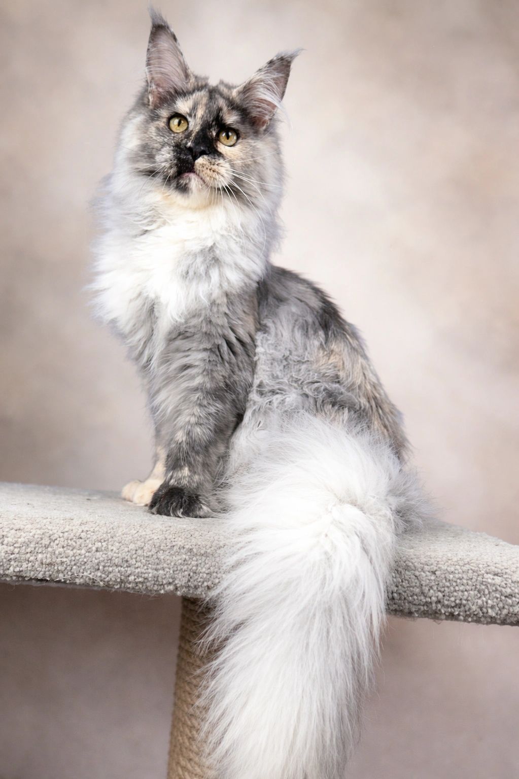 Blue tortie smoke Maine coon