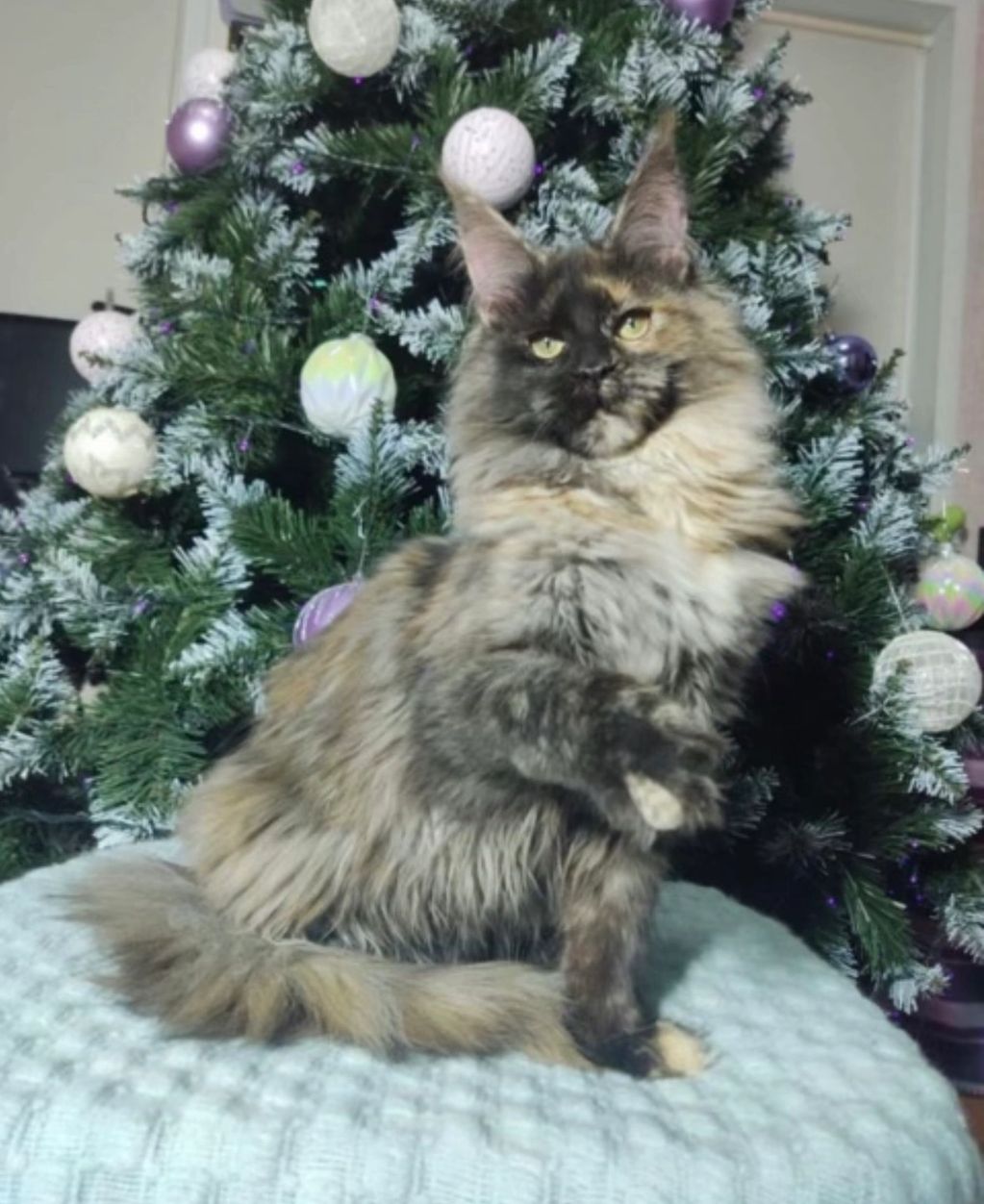 Nikita 