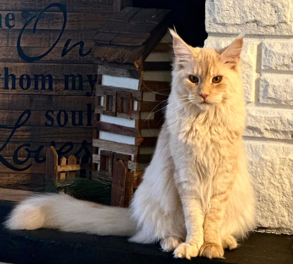 Duchess our 😍 red smoke. Not only is she stunning and sweet, she is massive. She’s a true cat dog!