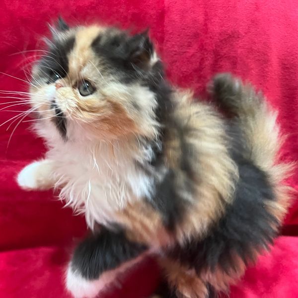 Calico Persian kitten