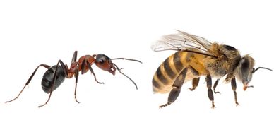 Cómo alejar a las abejas de mi propiedad