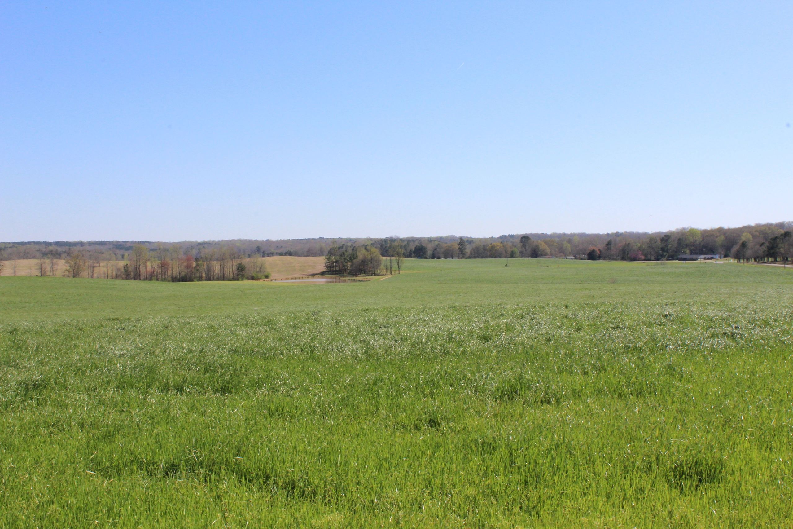 Brush Creek Farm Beef Colbert,