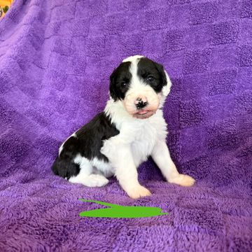 Black and white puppy sitting on a purple blanket.