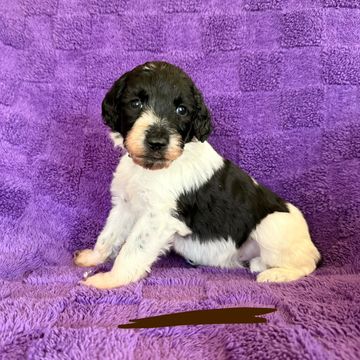Black and white puppy sitting on a purple blanket.