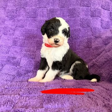 Black and white puppy sitting on a purple blanket.