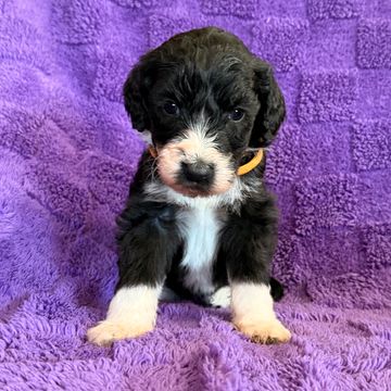Adorable black and white puppy sitting on a purple blanket.