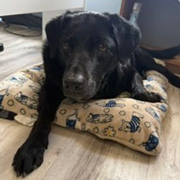 A black dog resting on a patterned cushion indoors.