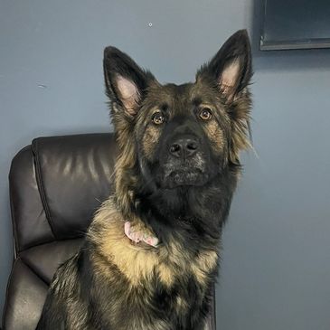 A German Shepherd dog sitting on a black leather chair.