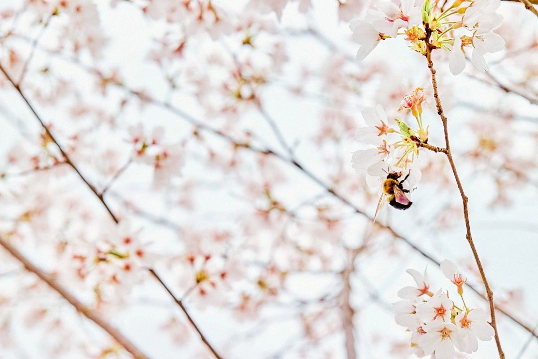 RVA Spring Bucket List [2024]