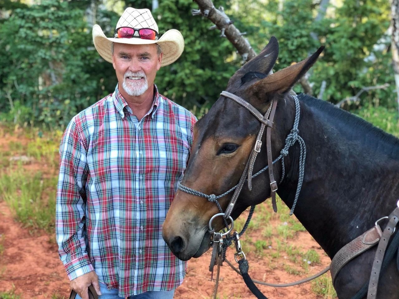 The First Trail Ride for a Young Mule, image size:1280x960