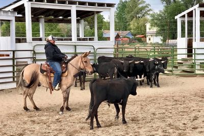 Class Descriptions | TS Mules LLC
