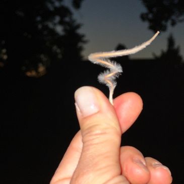 Mountain Mahogony Seed