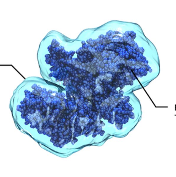 3D molecular structure of botulinum toxin bound to a peptide.
