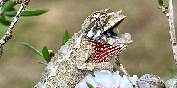 JACKSON chameleon