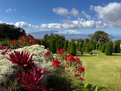 MAUI GROWN CHRISTMAS TREES