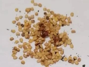 Small Round Chilli Seeds
