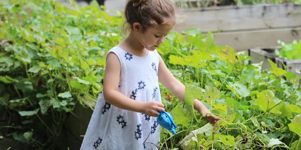 A young girl watering plants in a garden.