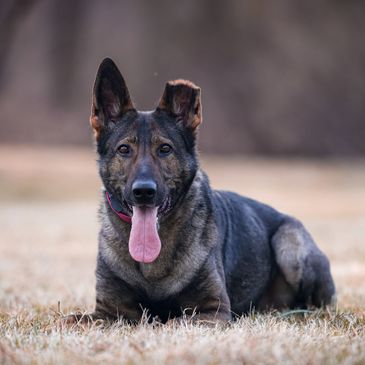 Sable, GermanShepherd , German Shepherd , Anya Nunya Du Chenil Victoire, IGP, Portrait Dog