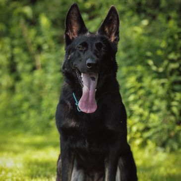 Bi Color, Schutzhund, GSD, Prospect, Connecticut, New England, Southern CT, New Hartford, K9, Police