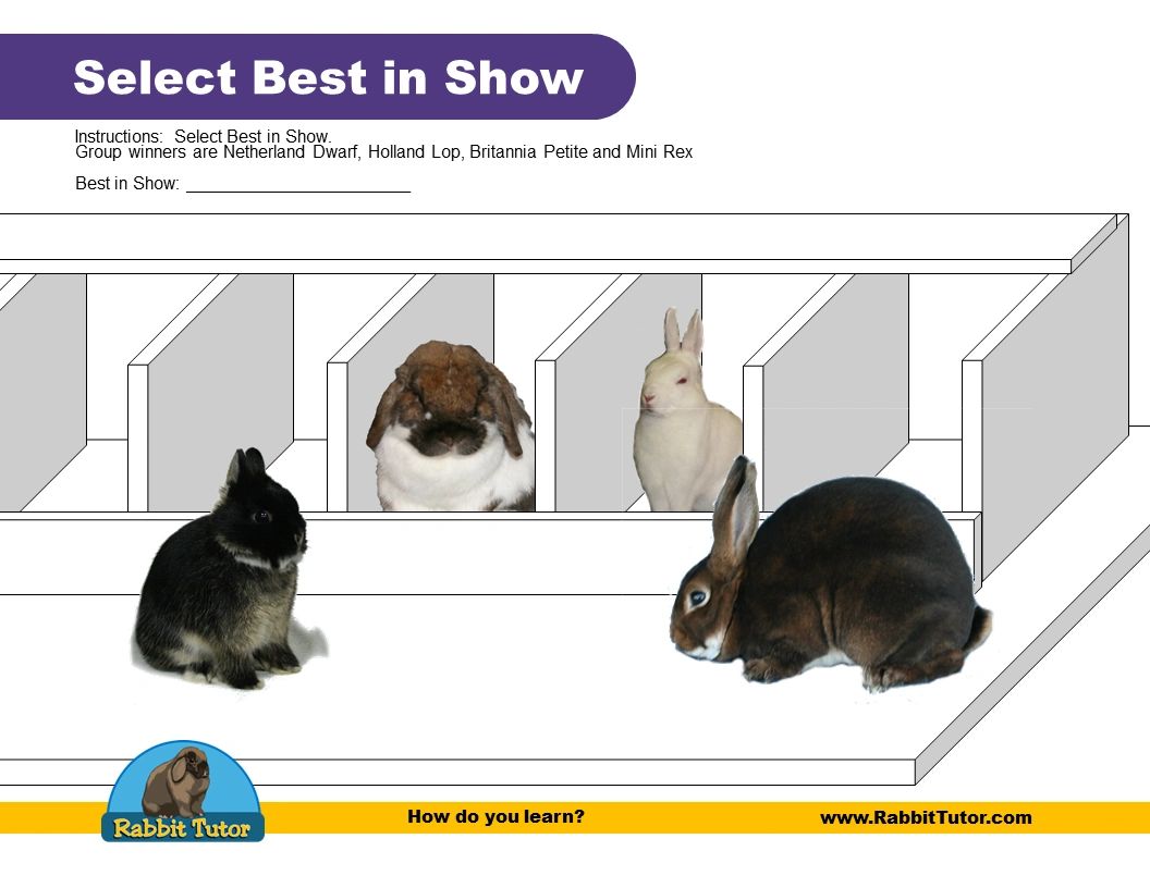 Select Best in Show