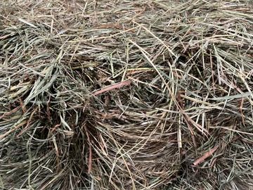 2nd cut Timothy, 2nd cut Orchard