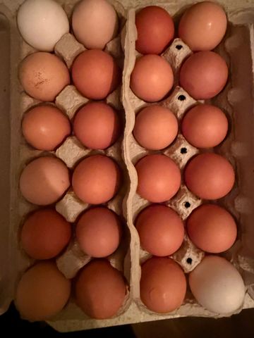 Eggs, farm fresh, organic, nonGMO, free ranged