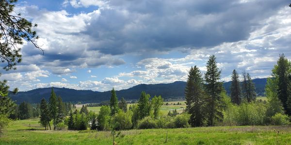 acreage with trees for sale in eastern washington